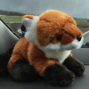'Alan' the Fox as named by Sean Lakeman!